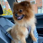 Teddy Mole - @thisisteddythepom - Instagram