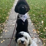 Molly & Ted - @mollythepooandtedthedoodle - Instagram