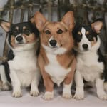Molly Grace, Teddy And Chip - @mollytedandchipcorgs - Instagram