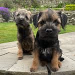 @ted_molly_borderterriers - Instagram