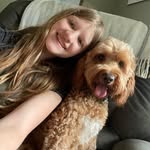 Teddy Monahan - @teddy_themini_goldendoodle - Instagram