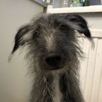 Teddy Bear Moody - @tedthebedlingtonwhippet - Instagram