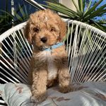 #Ted Moran - @_tedthecavoodle_ - Instagram