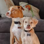 Moriarty & Ted - @tedandmori - Instagram
