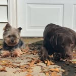 Liza & Ted Evelyn Morton - @morton_doggies - Instagram