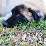 Ted ✨ - @tedtheestrelamountaindog - Instagram