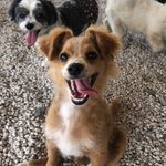 Teddy - @teddybear.moyer - Instagram
