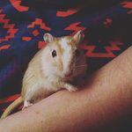 Ted Denise Hersey-Mulligan - @tedthegerbil - Instagram