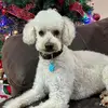 Teddy 🐩 - @tedancio.munoz - TikTok