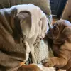 tedNnancyenglishbulldog - @tednnancyenglishbulldog - TikTok
