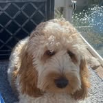 Teddy Napier-Warren - @teddynw_the_cockapoodledoo - Instagram
