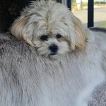 shihtzumalteseteddy - @teddyneedham - Instagram