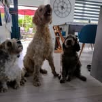 Ted + Buddy + Nellie - @teddy.buddy.nellie - Instagram
