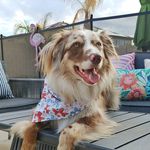 Teddy 🐶 and Bartleby 😺 - @teddy_bear_newell - Instagram
