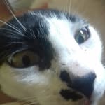 tedney o gato - @tedney.tednay - Instagram