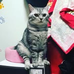 Ted Ngai - @catcat.tcb - Instagram