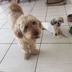 Dog Nicolas 🐶💙Dog Ted - @nicolas_ted - Instagram