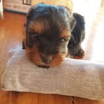 Ted Noah  santos waisman🐶 - @ted_waisman - Instagram