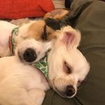 Norman & Ted - @norman_and_ted - Instagram