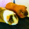 Norris and Ted - @norris_and_ted - TikTok