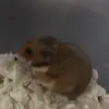 Ted and Nugget - @ted.and.nugget - TikTok