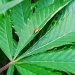 Ted Nugget - @ted_nuggets - Instagram
