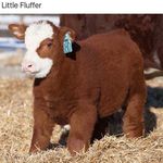 Ted Nugget - @peta_inc - Instagram