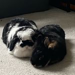 @teddi.and.betsi.the.nutters - Instagram