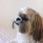 Teddy - @teddy_the_fluffer_nutter - Instagram
