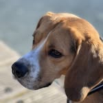 Ted Olsson - @tassen.paw - Instagram