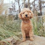 Teddy 🐶 - @teddlington_oswald - Instagram