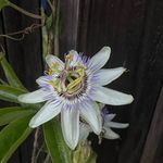 ada - @plantedparent - Instagram