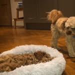 Teddy and Paxton - @teddy_and_paxton - Instagram