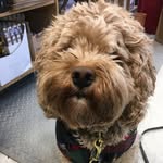 Teddy D🐶⚽️😊 - @teddy_paxton_dangelo - Instagram