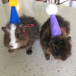 Guinea Pig Adventures - @pippinandteddypickles - Instagram