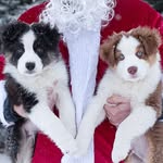 Pippin & Teddy - @theadventuresofpippinandteddy - Instagram