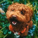 Pippin & Teddy - @teddy_pippin - Instagram