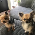 💛🐾Pippin And Teddy🐾💛 - @pippin._and._teddy._ - Instagram