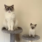 Pippin The Ragdoll - @pippin_and_teddy_theragdolls - Instagram