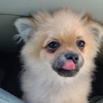 Pippin the Teddybear Pom - @pippintheteddypom - Instagram