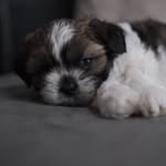 Sir Theodore Pippin' Squeakers - @sir_teddy_the_shih_tzu - Instagram