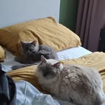 Teddy & Pippin - @theodore_and_peregrin - Instagram