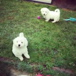 Teddy and Pippin - @pippinand_teddy - Instagram
