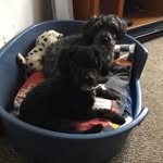 Teddy And pippin - @teddy_poo_pip - Instagram