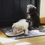 Teddy And Pippin - @oodles.of.schnoodles - Instagram