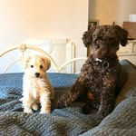 Teddy and Pippin 🇬🇧 - @teddy_pippin_schnoodle - Instagram