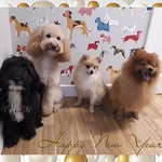 Teddy, Pippin, Lottie & Mollie - @two_poms_and_two_cockapoos - Instagram