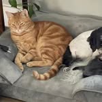 Teddy&Pippin - @itsame181 - Instagram