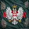 TedePoland - @tedepoland - TikTok