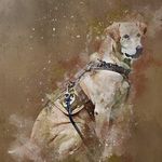 Ted Priest Jr. - @my.partner.gunner - Instagram